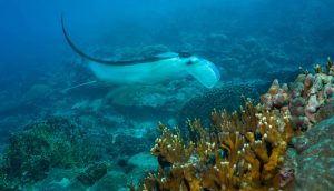 1ST PLACE REEF SCENIC (non-dSLR): Maria Schefter won a Mares DUAL 52x Regulator and a Mares Corkscrew.