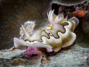 1ST PLACE MACRO (non-dSLR): PT Hirschfield won a Mares Smart Air Computer and a Mares Corkscrew