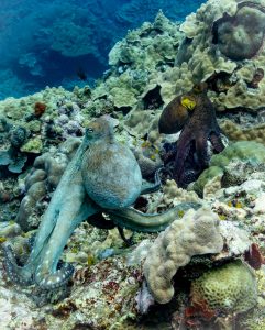 1ST PLACE BEHAVIOR (non-dSLR): Mike Martini won a Dive Silver Titanium Necklace and Ear shield.