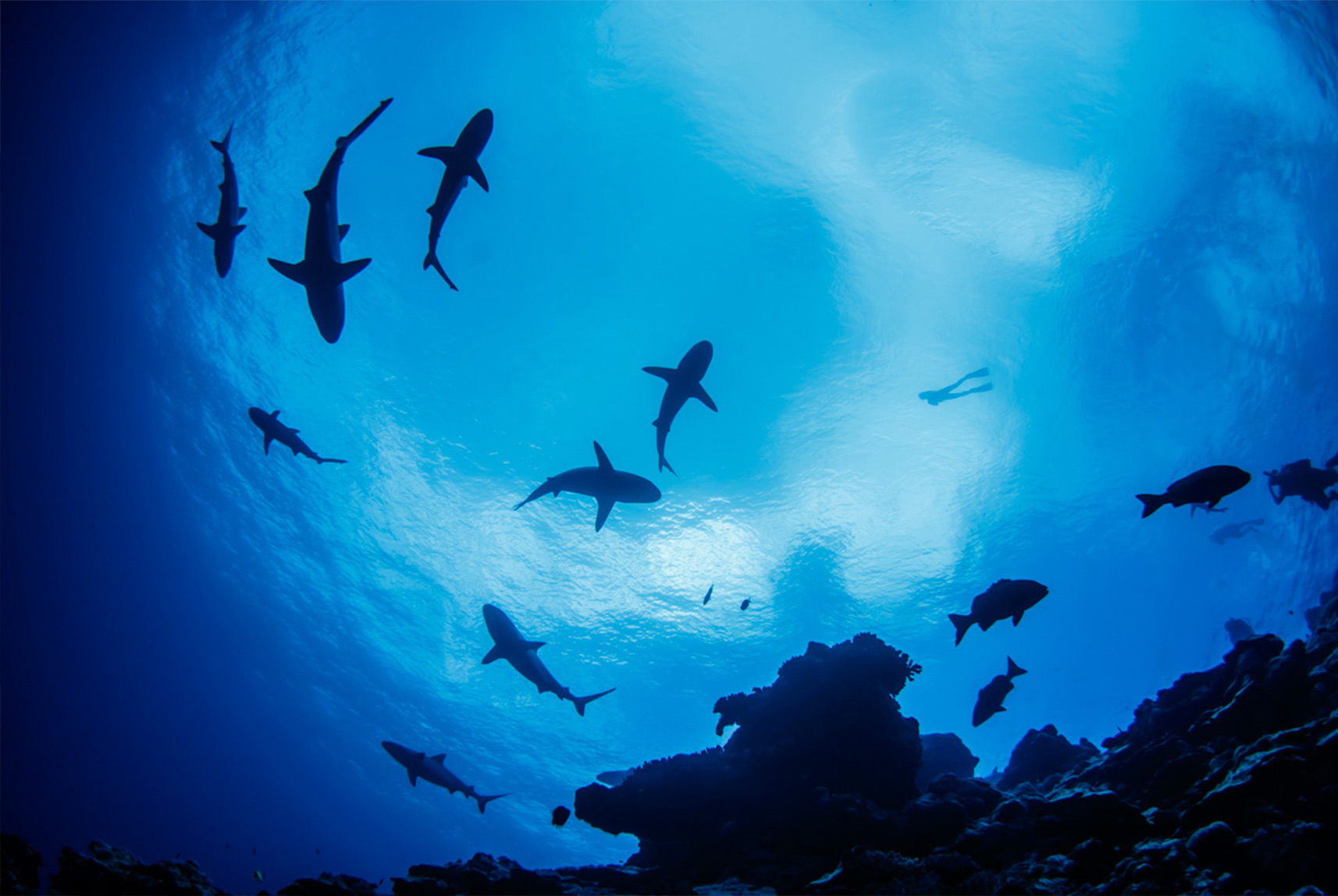 Dive Micronesia