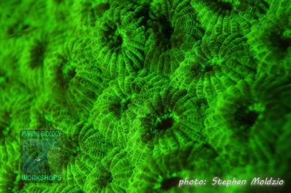 coral Floura dive