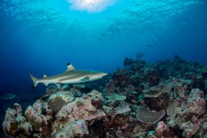 2ND PLACE REEF SCENIC (dSLR): Judy Bennett