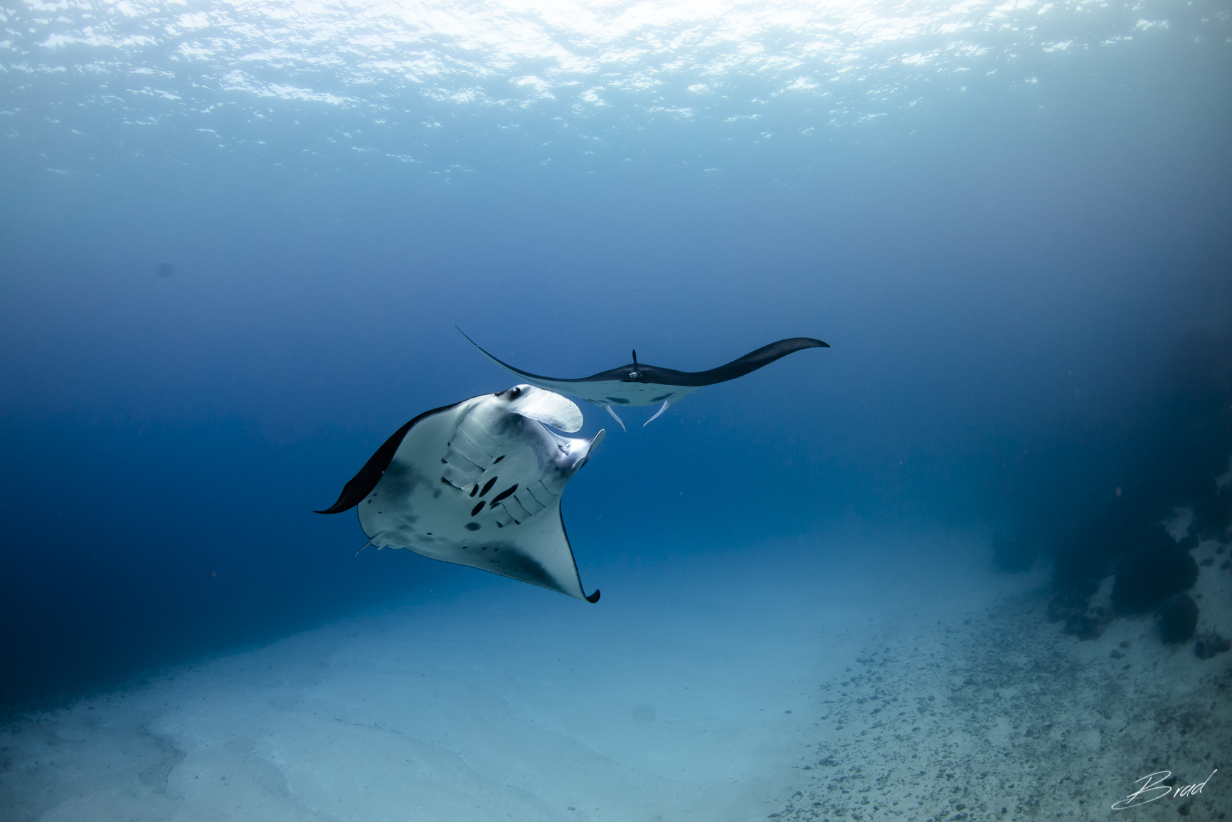 dive with manta rays