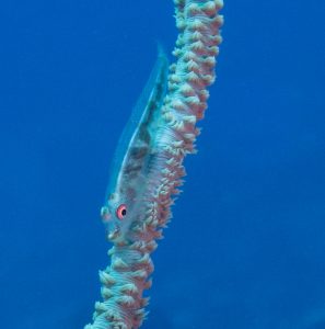 2ND PLACE (non-dSLR) MACRO: Mike Martini won a Light and Motion GoBe 100 Torch and a Dive 1st Aid Sting Relief Kit.