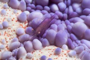 2ND PLACE MACRO (dSLR): JUDY BENNETT