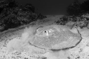 2ND PLACE BEHAVIOR (dSLR): KEN SUTHERLAND