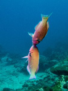 3RD PLACE (non-dSLR) BEHAVIOR: Katja Jakobsen won a Microfiber Towel and Akua Dive Knife by Gear Aid, a Dive 1st Aid Rash Guard and Ear Shield