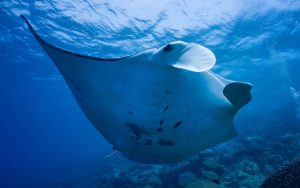 3RD PLACE (non-dSLR) BIG ANIMALS: Maria Schefter won Ear Shield and a Dive 1st Aid Rashguard.
