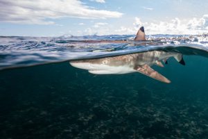 3RD PLACE BIG ANIMALS (dSLR): Lureen Ferretti