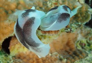 3RD PLACE BEHAVIOR (dSLR): Robert Hawthorne