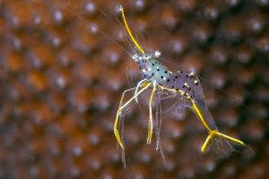 3RD PLACE MACRO (dSLR): Ken Sutherland
