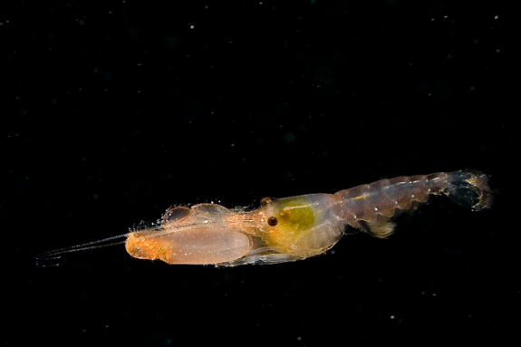 Picture taken during one of the Bonfire test dives a few minutes boat ride from Manta Ray Bay Resort & Yap Divers