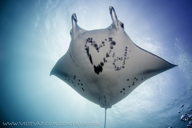 Yap Manta Ray Conservation Graphic