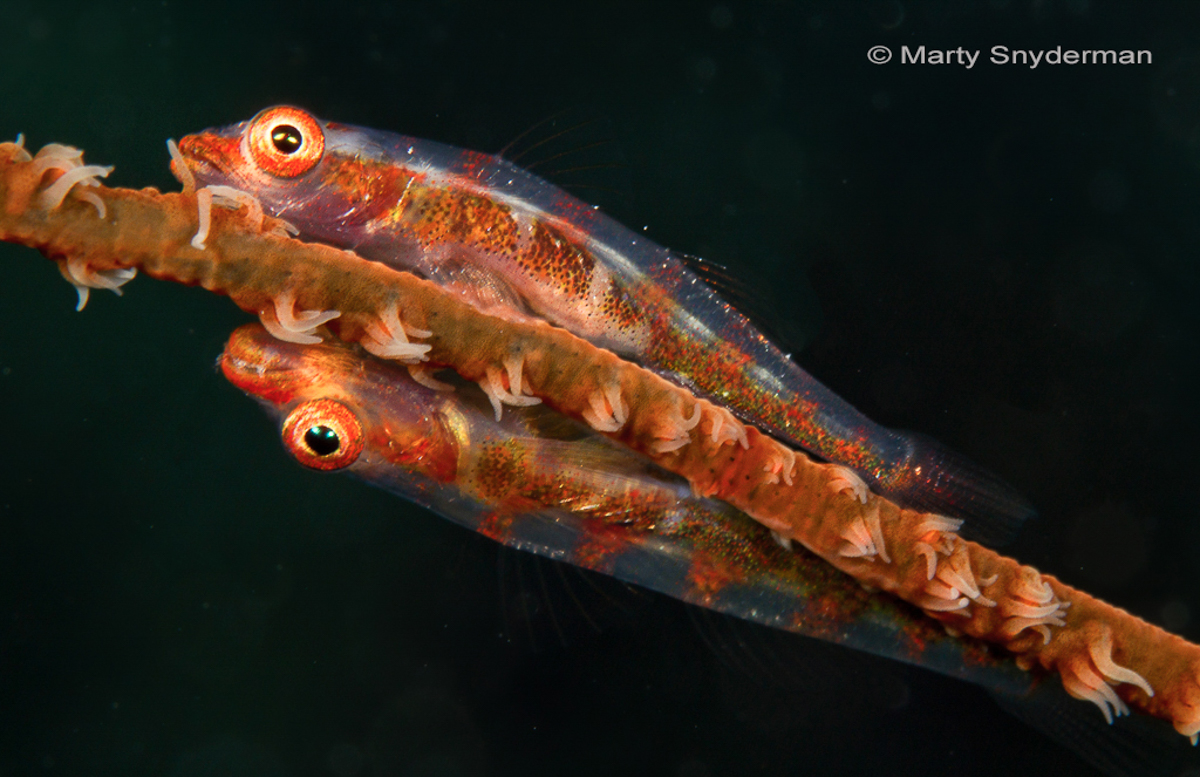 Whip Coral Gobies