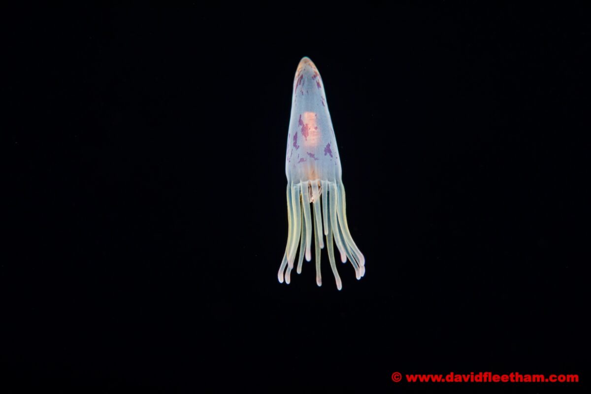 Larval tube anemone, Cerianthus sp. Yap, Micronesia.
