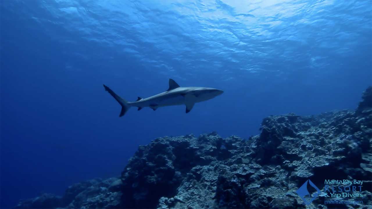 Shark Diving with Yap Divers